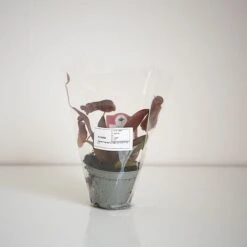 Nepenthes Sanguinea Hybrid 9 Nepenthes Sanguinea Hybrid -FruitHaven Shop NEPE SANGUI9CM T38951