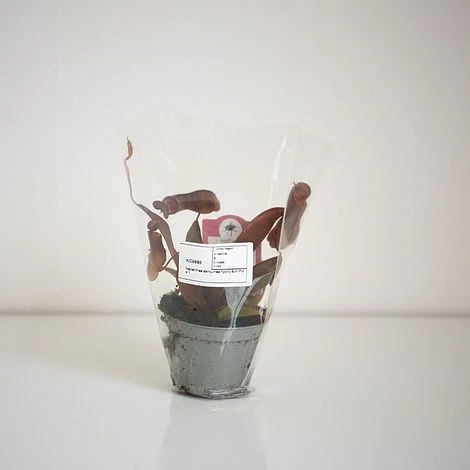 Nepenthes Sanguinea Hybrid 6 Nepenthes Sanguinea Hybrid - Image 4