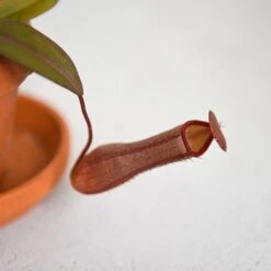 Nepenthes Sanguinea Hybrid 8 Nepenthes Sanguinea Hybrid -FruitHaven Shop NEPE SANGUINEA T38954