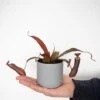 Nepenthes Sanguinea Hybrid 1 Nepenthes Sanguinea Hybrid -FruitHaven Shop NEPE SANGUINEA T38957