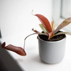 Nepenthes Sanguinea Hybrid 7 Nepenthes Sanguinea Hybrid -FruitHaven Shop NEPE SANGUINEA T38958