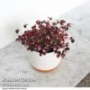Oxalis Triangularis 'Vulcan Pink' 2 Oxalis Triangularis 'Vulcan Pink' -FruitHaven Shop OXAL VULCANPIN T52506