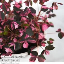 Oxalis Triangularis 'Vulcan Pink' -FruitHaven Shop OXAL VULCANPIN T52509