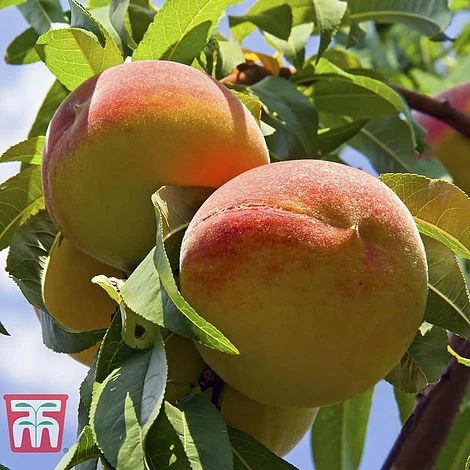 Peach 'Rochester' 3 Peach 'Rochester'