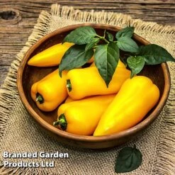 Pepper And Chilli Collection 7 Pepper And Chilli Collection -FruitHaven Shop PEPP PILLARYEL L38583