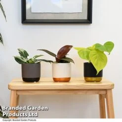 Philodendron Starter Mix 9 Philodendron Starter Mix -FruitHaven Shop PHIL STARTERMX T47694