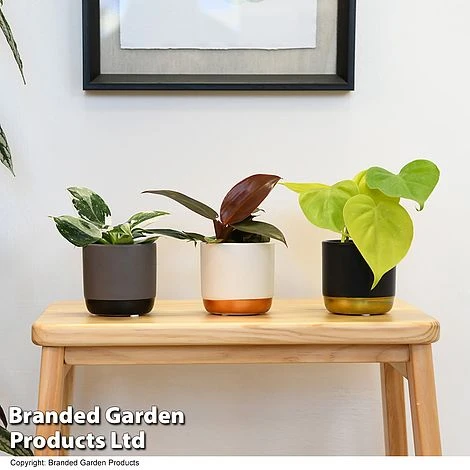 Philodendron Starter Mix 5 Philodendron Starter Mix - Image 3