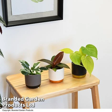 Philodendron Starter Mix 7 Philodendron Starter Mix - Image 5