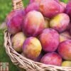 Plum 'Victoria' 1 Plum 'Victoria' -FruitHaven Shop PLUM CWW3217 A h