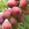 Plum 'Opal' 1 Plum 'Opal' -FruitHaven Shop PLUM CWW3369 A h