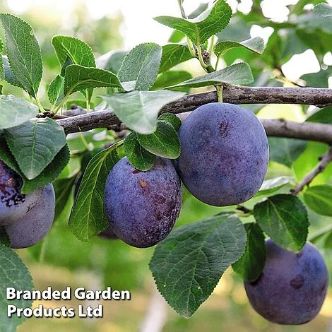 Plum 'Black Amber' (Mini Fruit Tree) 3 Plum 'Black Amber' (Mini Fruit Tree)