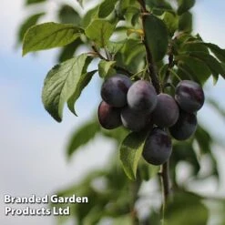 Plum 'Black Amber' (Mini Fruit Tree) 10 Plum 'Black Amber' (Mini Fruit Tree) -FruitHaven Shop PLUM T10632 C