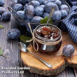 Plum 'Black Amber' (Mini Fruit Tree) 11 Plum 'Black Amber' (Mini Fruit Tree) -FruitHaven Shop PLUM T10632 D