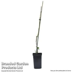 Plum 'Black Amber' (Mini Fruit Tree) 12 Plum 'Black Amber' (Mini Fruit Tree) -FruitHaven Shop PLUM T10632 E
