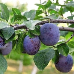Plum 'Black Amber' (Mini Fruit Tree) 13 Plum 'Black Amber' (Mini Fruit Tree) -FruitHaven Shop PLUM T10632 NOW1