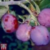 Plum 'Guinevere' 2 Plum 'Guinevere' -FruitHaven Shop PLUM TKA1953 A