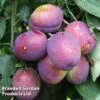 Plum 'Jubilee' 2 Plum 'Jubilee' -FruitHaven Shop PLUM JUBILEEBU KB2568