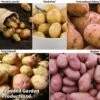 Potato Must Have Collection -FruitHaven Shop POTA KC2240