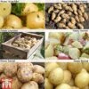 Potato 'Customer Favourites Collection' -FruitHaven Shop POTA ZWW5110 A