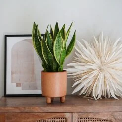 Pisa Reactive Glaze Planter Fawn H19CM D16CM 7 Pisa Reactive Glaze Planter Fawn H19CM D16CM -FruitHaven Shop PRGPF16 2