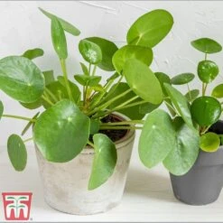 Chinese Money Plant 11 Chinese Money Plant -FruitHaven Shop Pil