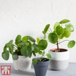 Chinese Money Plant 15 Chinese Money Plant -FruitHaven Shop Pileo1