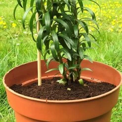 'Pot Master' Drainer Disc (packs Of 3) 15 'Pot Master' Drainer Disc (packs Of 3) -FruitHaven Shop Pot20Master201000x100020810kb