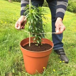 'Pot Master' Drainer Disc (packs Of 3) 14 'Pot Master' Drainer Disc (packs Of 3) -FruitHaven Shop Pot20Master201000x100020880kb