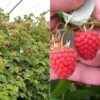 Raspberry 'Glen Fyne' (Summer Fruiting) 2 Raspberry 'Glen Fyne' (Summer Fruiting) -FruitHaven Shop RASP CWW3574 A h