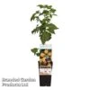 Raspberry 'Fallgold' (Autumn Fruiting) -FruitHaven Shop RASP FALLGOLD S48990