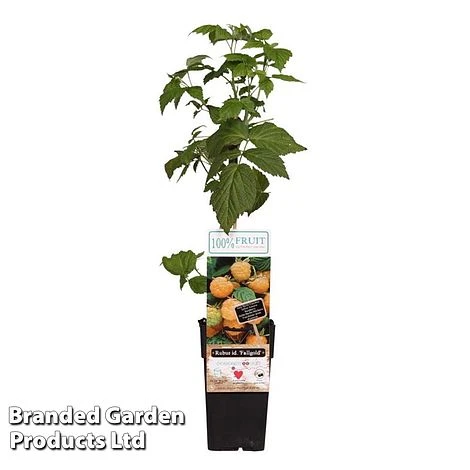 Raspberry 'Fallgold' (Autumn Fruiting) 3 Raspberry 'Fallgold' (Autumn Fruiting)