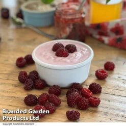 Rubus 'Hararasp' (Raspberry Tree) -FruitHaven Shop RASP TREERASPB H43103