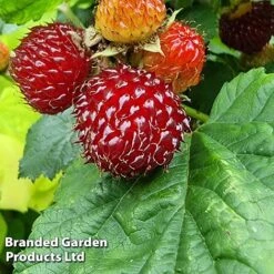 Rubus 'Hararasp' (Raspberry Tree) -FruitHaven Shop RASP TREERASPB H43986
