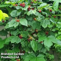 Rubus 'Hararasp' (Raspberry Tree) -FruitHaven Shop RASP TREERASPB H43989