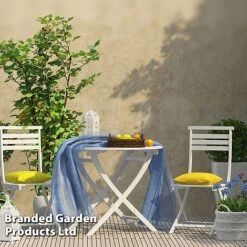 Rubus 'Hararasp' (Raspberry Tree) -FruitHaven Shop RASP TREERASPB H44901