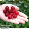 Rubus 'Hararasp' (Raspberry Tree) 1 Rubus 'Hararasp' (Raspberry Tree) -FruitHaven Shop RASP TREE T41043