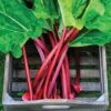 Rhubarb 'Raspberry Red' (Autumn Planting) 2 Rhubarb 'Raspberry Red' (Autumn Planting) -FruitHaven Shop RHUB T15075 A h