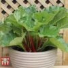 Rhubarb 'Sanvitos® Summer' 1 Rhubarb 'Sanvitos® Summer' -FruitHaven Shop RHUBARB 2