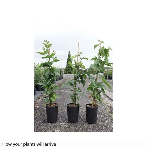 Blackberry 'Black Satin' 4 Blackberry 'Black Satin' - Image 2