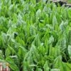 Rumex Sanguineus (Marginal Aquatic) -FruitHaven Shop RUME T78425 A h