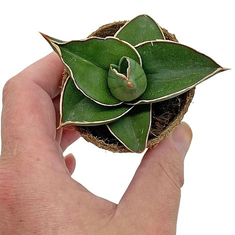 Samurai Dwarf Snake Plant - Rare Houseplant - 6cm Pot - Sansevieria Samurai 4 Samurai Dwarf Snake Plant - Rare Houseplant - 6cm Pot - Sansevieria Samurai - Image 2