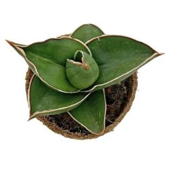 Samurai Dwarf Snake Plant - Rare Houseplant - 6cm Pot - Sansevieria Samurai 10 Samurai Dwarf Snake Plant - Rare Houseplant - 6cm Pot - Sansevieria Samurai -FruitHaven Shop SAM 4