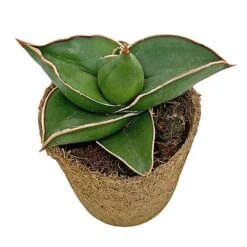 Samurai Dwarf Snake Plant - Rare Houseplant - 6cm Pot - Sansevieria Samurai 11 Samurai Dwarf Snake Plant - Rare Houseplant - 6cm Pot - Sansevieria Samurai -FruitHaven Shop SAM 5