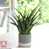 Sansevieria 'Fernwood' 1 Sansevieria 'Fernwood' -FruitHaven Shop SANSF KB1720 A