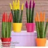 Sansevieria Cylindrica 'Straight' Carnival Colour 2 Sansevieria Cylindrica 'Straight' Carnival Colour -FruitHaven Shop SANS CYLINDRIC W36998