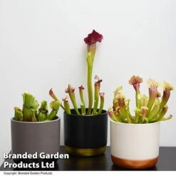 Sarracenia (Pitcher Plant) Mix -FruitHaven Shop SARR MIXD T48851