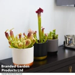 Sarracenia (Pitcher Plant) Mix -FruitHaven Shop SARR MIXD T48853