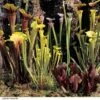 Sarracenia (Pitcher Plant) Mix 1 Sarracenia (Pitcher Plant) Mix -FruitHaven Shop SARR NEWHYBMIX H26090