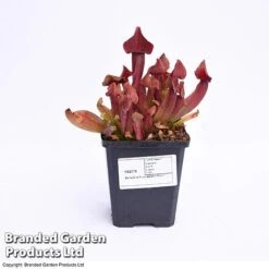 Sarracenia Purpurea 9 Sarracenia Purpurea -FruitHaven Shop SARR PURPUR9CM T41631