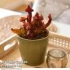 Sarracenia Purpurea 1 Sarracenia Purpurea -FruitHaven Shop SARR PURPUREA T41632